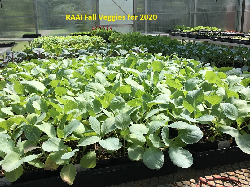 Go Green With Our Fall Plant Sale