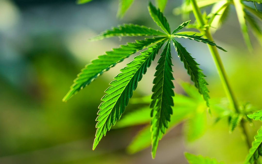 Understanding the New Marijuana Laws in Virginia