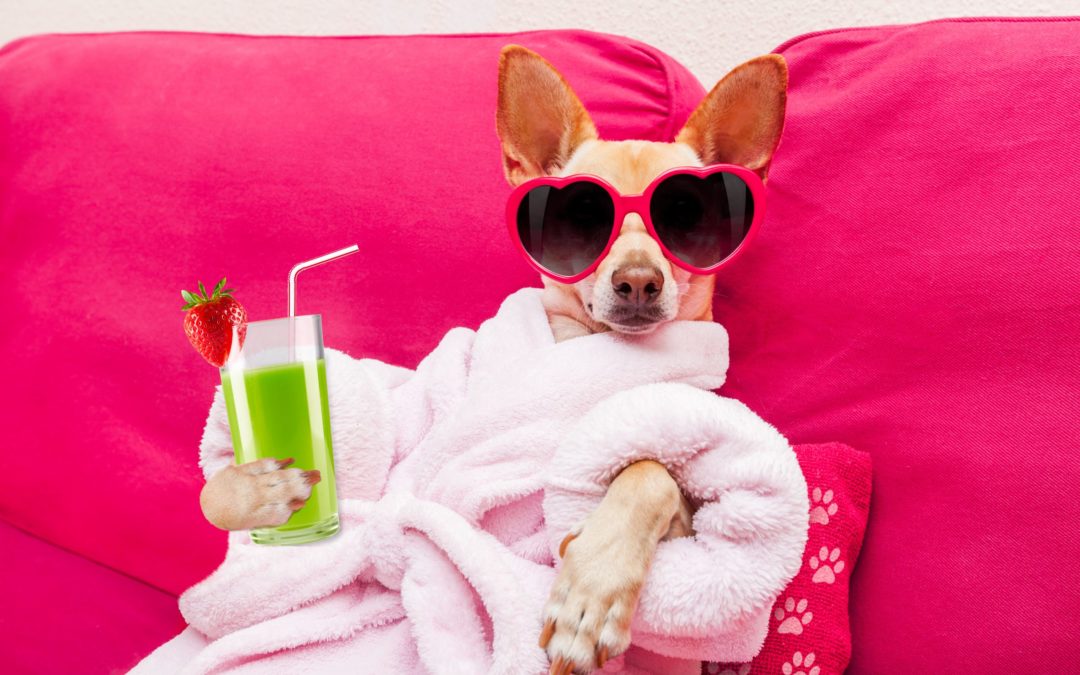 chihuahua dog relaxing and lying, in spa wellness center ,wearing a bathrobe and funny sunglasses drinking a smoothie cocktail