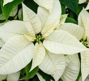 Poinsettia