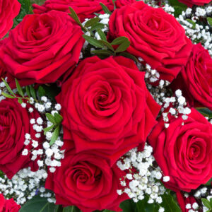 Flower arrangement of red roses with white gypsophila in close-up