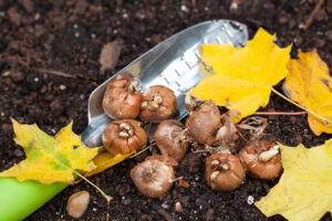 Crocus bulbs ready to plant in the fall garden.