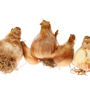 Group of daffodil bulbs isolated against white