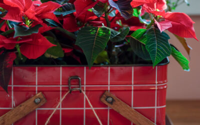 5 Ways Poinsettias Brighten Your Holidays