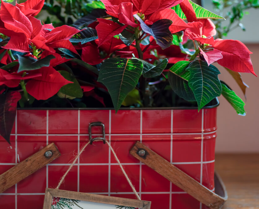 5 Ways Poinsettias Brighten Your Holidays