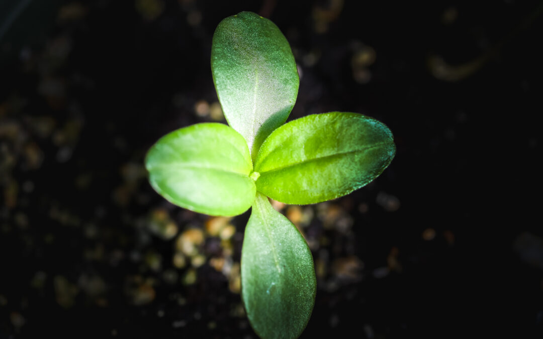 Sprouting green seedling