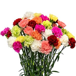 A bouquet of brightly colored carnations