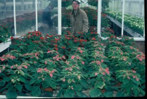 A man tends poinsettias in a greenhouse in a photo from the 80s.